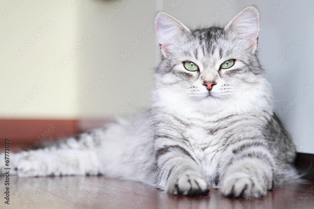 siberian cat, female silver type