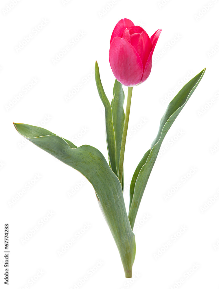 Obraz premium One tulip on white