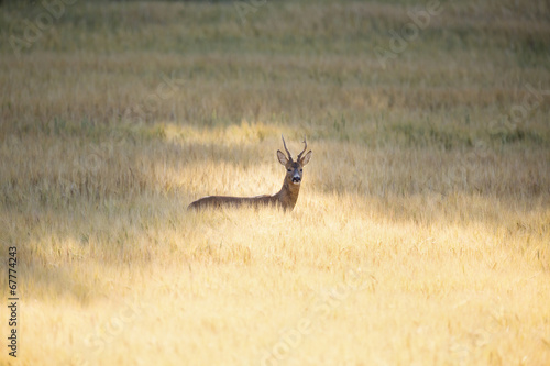 Wild roebuck in a field