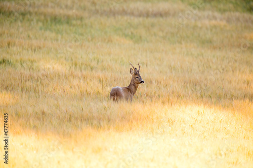 Fototapeta Naklejka Na Ścianę i Meble -  Wild roebuck walking in a field