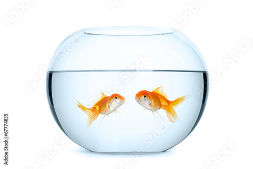 Small aquarium for two goldfish photo