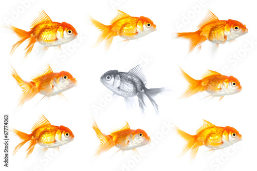 Group of goldfish with one fish swimming the opposite way