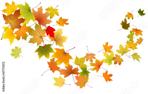 Maple autumn falling leaves, vector illustration.