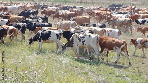 Wallpaper Mural Herd of cows going to pasture Torontodigital.ca