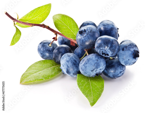 Blueberries with leaves on a white background.