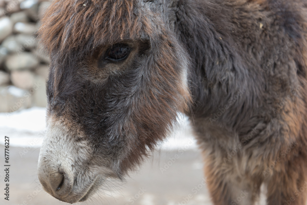 Fototapeta premium brown donkey head close up