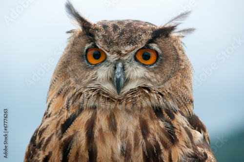 Eurasian Eagle Owl