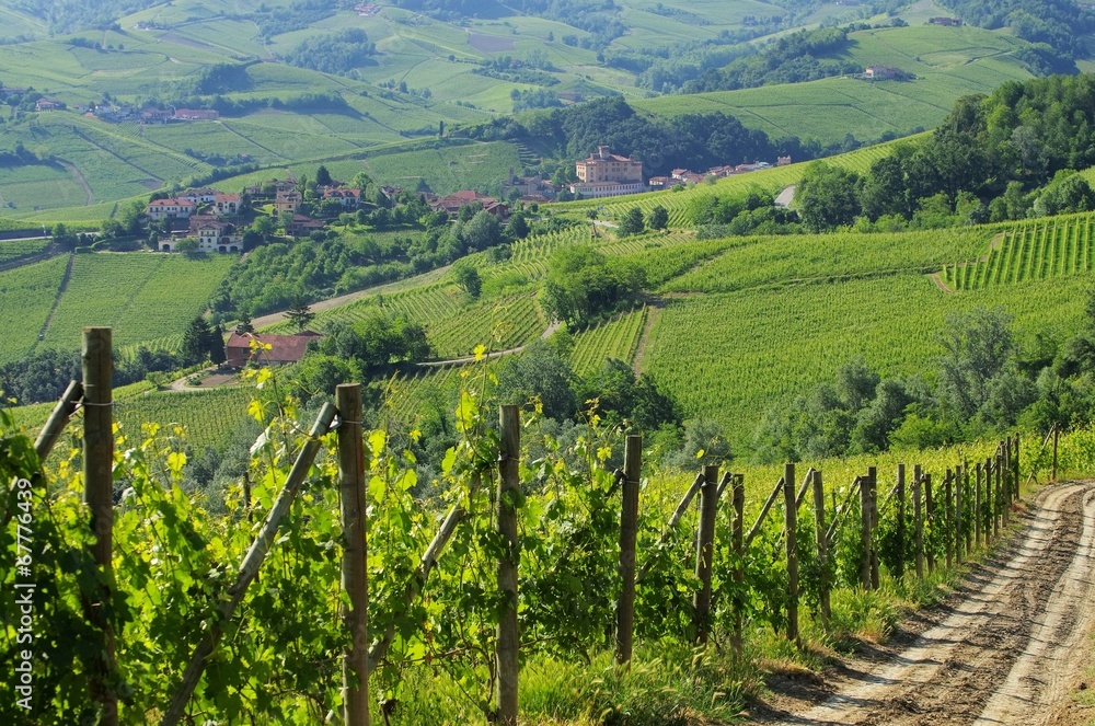 Langhe Weinberge - langhe vineyards 06 Langhe Weinberge - langhe vineyards 06