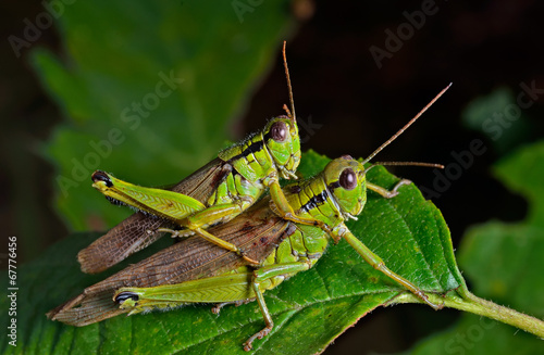 Grasshoppers 2