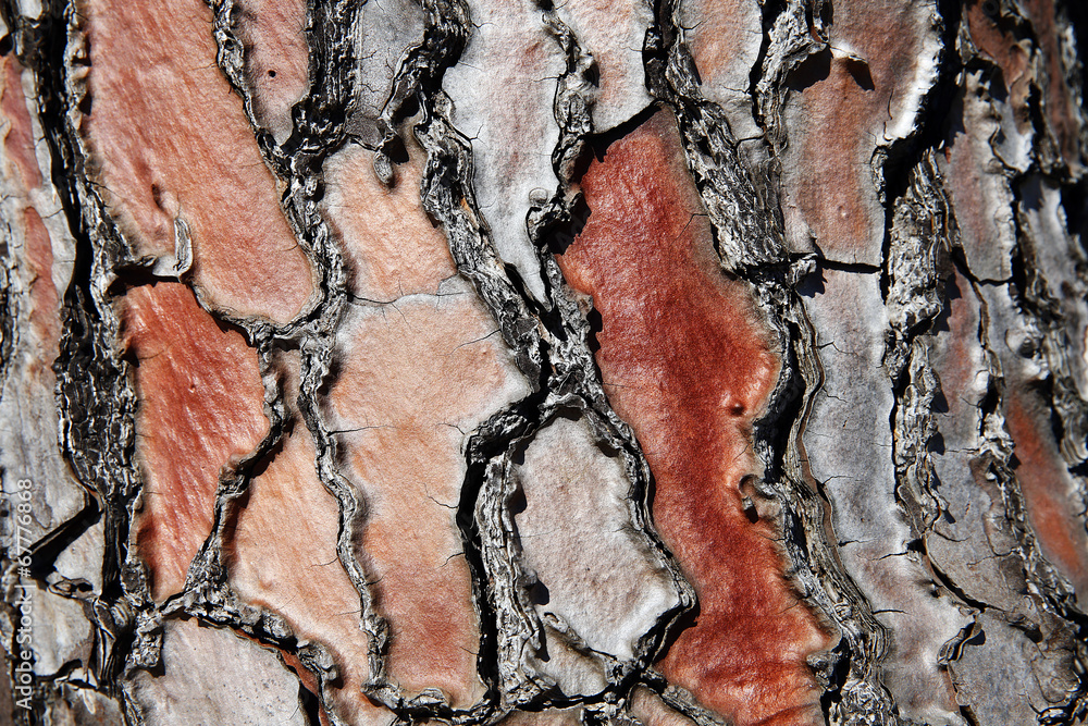 Detail of pine tree bark in red