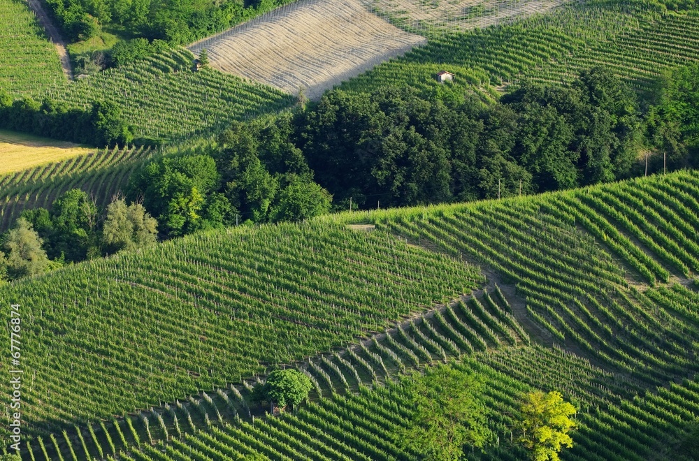 Langhe Weinberge - langhe vineyards 11 Langhe Weinberge - langhe vineyards 11