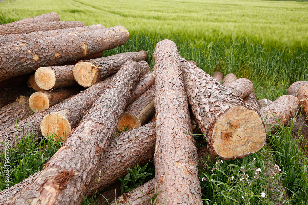 Tree trunks lying in a green field prepared for transport Tree trunks lying in a green field prepared for transport