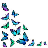 butterflies design