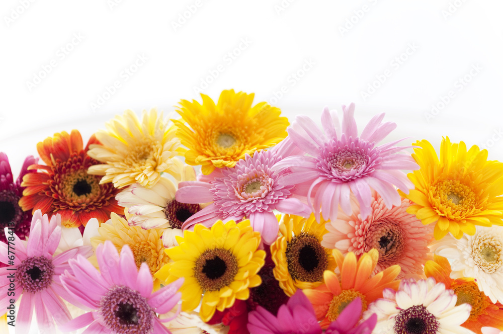 ガーベラ 背景素材 Stock 写真 Adobe Stock