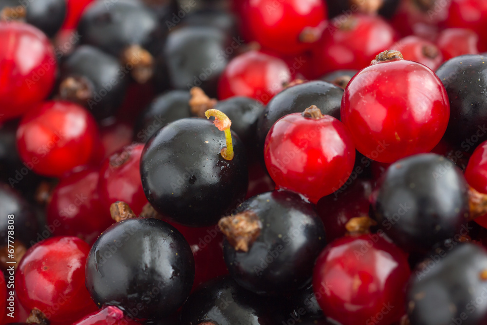 Detail of freshly picked red and black currants.