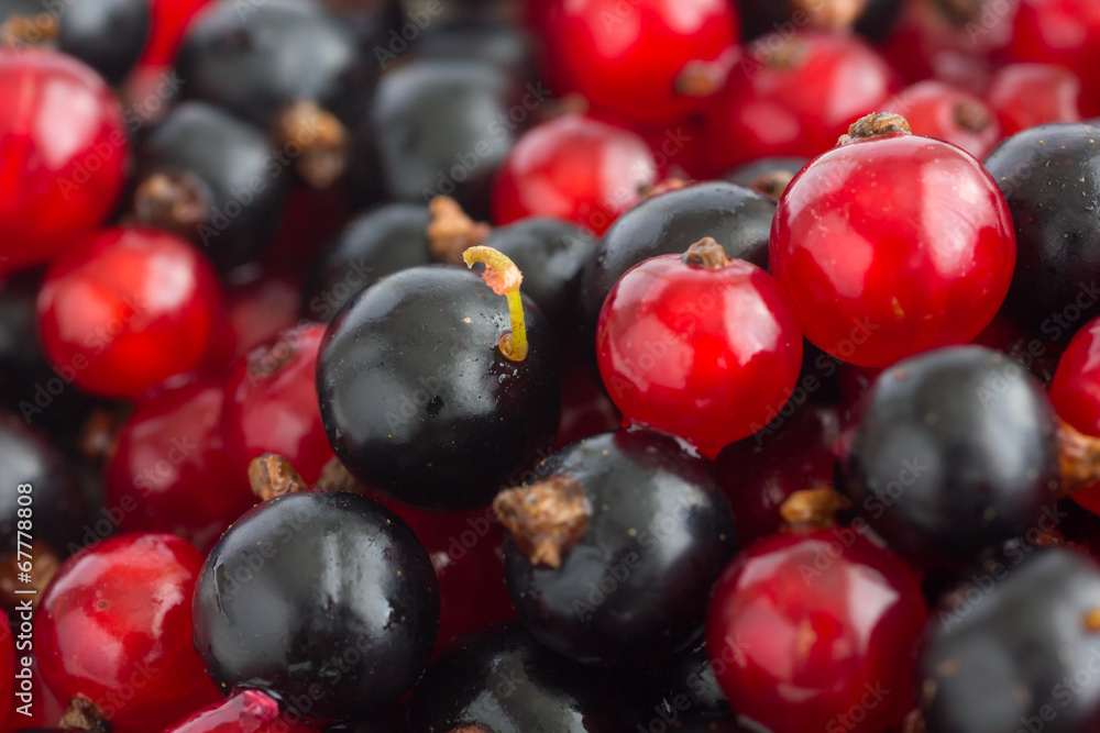 Detail of freshly picked red and black currants. Detail of freshly picked red and black currants.