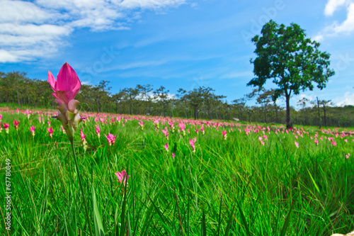 Siam tulip field on Chai Ya Phoom,Thailand photo