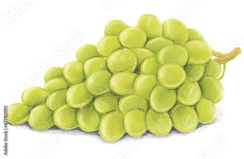Wine Grapes