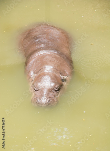 Wild hippopotamus  in the water