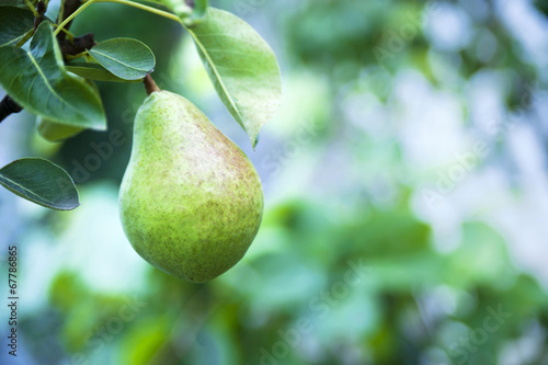 Organic pear in the garden