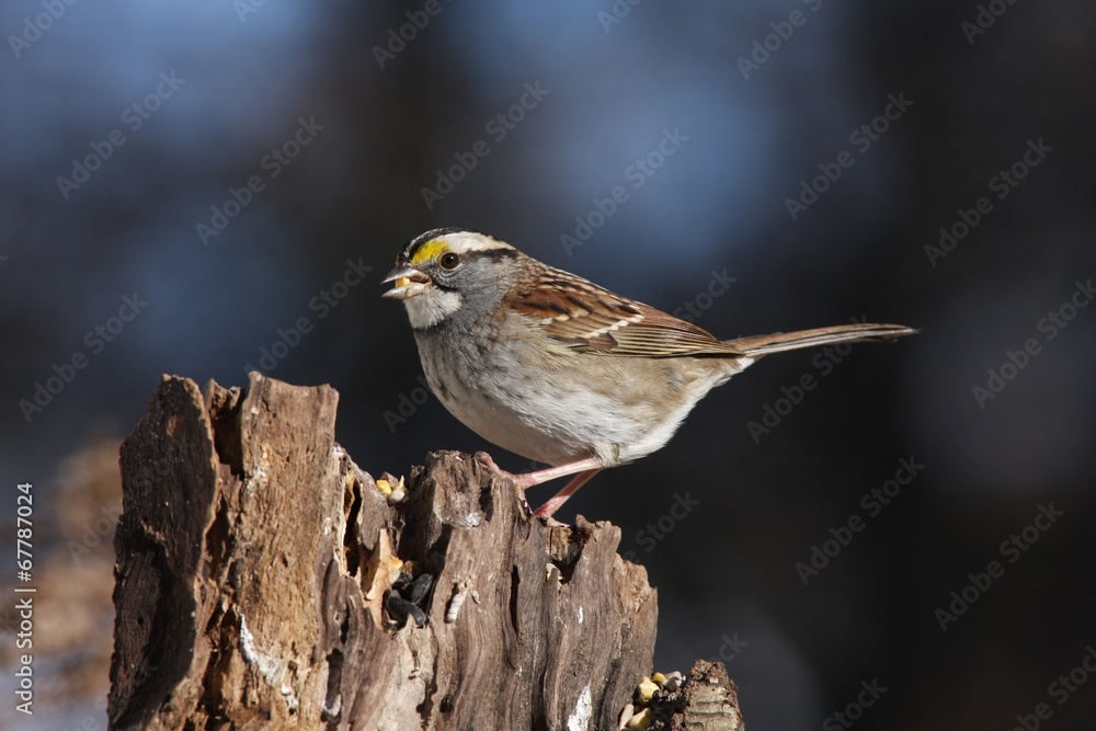 White-throated Sparrow White-throated Sparrow