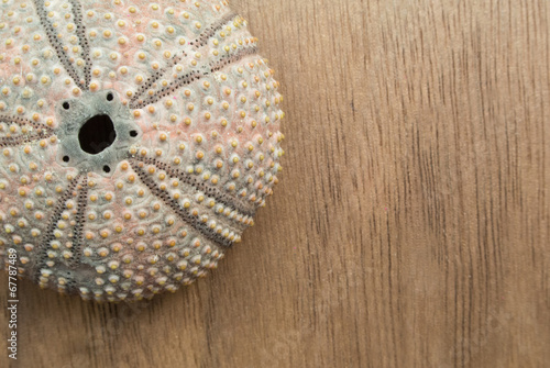Shell of a sea urchin