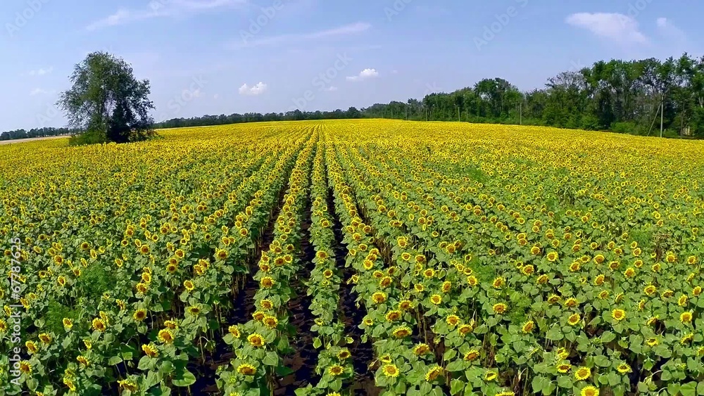 aerial video, field a sunflower with a natural sound aerial video, field a sunflower with a natural sound