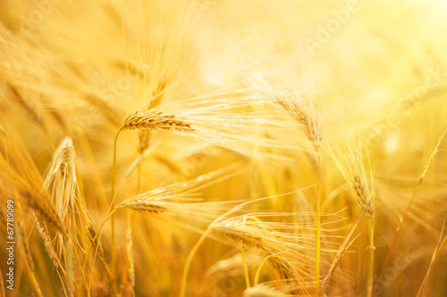 Wheat field.