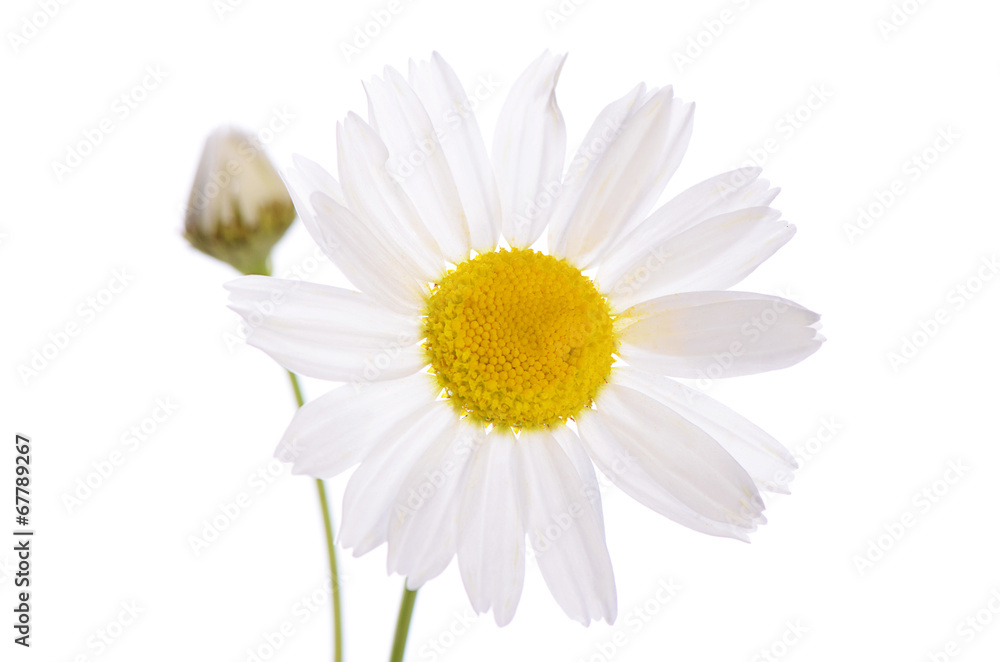 Fototapeta premium The beautiful daisy isolated on white