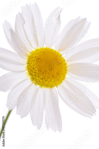 The beautiful daisy isolated on white © svetavo