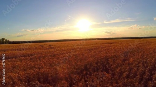 aerial wheat field at sunset