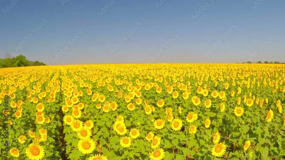 aerial video, field a sunflower with a natural sound