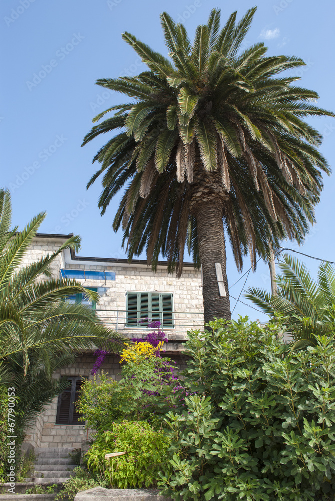 Fototapeta premium Palm & House