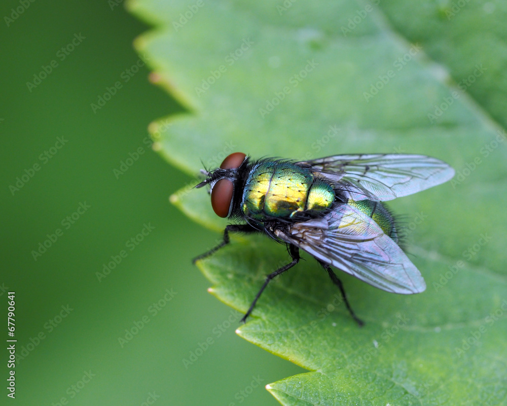 Naklejka premium Fly