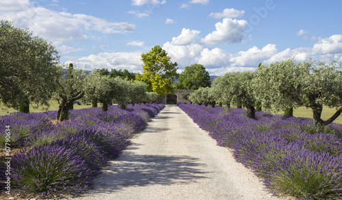 Lavande champs Provence France