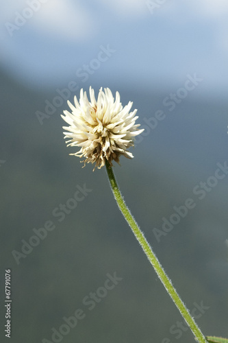 Berg-Klee, Trifolium, montanum, photo