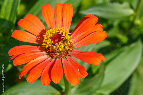 Close up of zinnia flower with small bee
