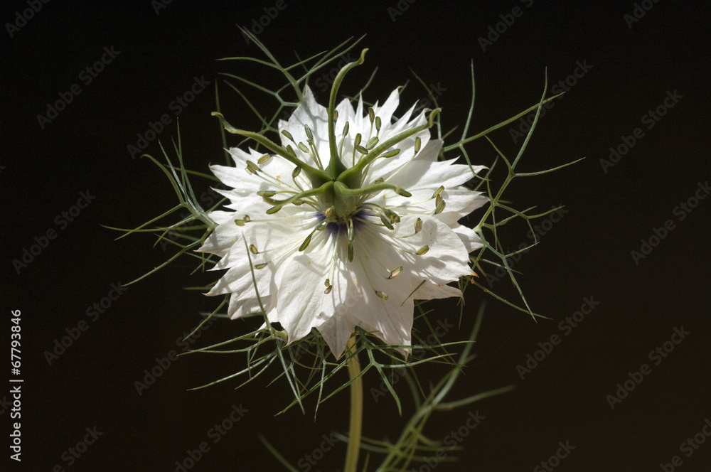 Schwarzkuemmel; Echter; Nigella; sativa; Heilpflanze; Schwarzkuemmel; Echter; Nigella; sativa; Heilpflanze;