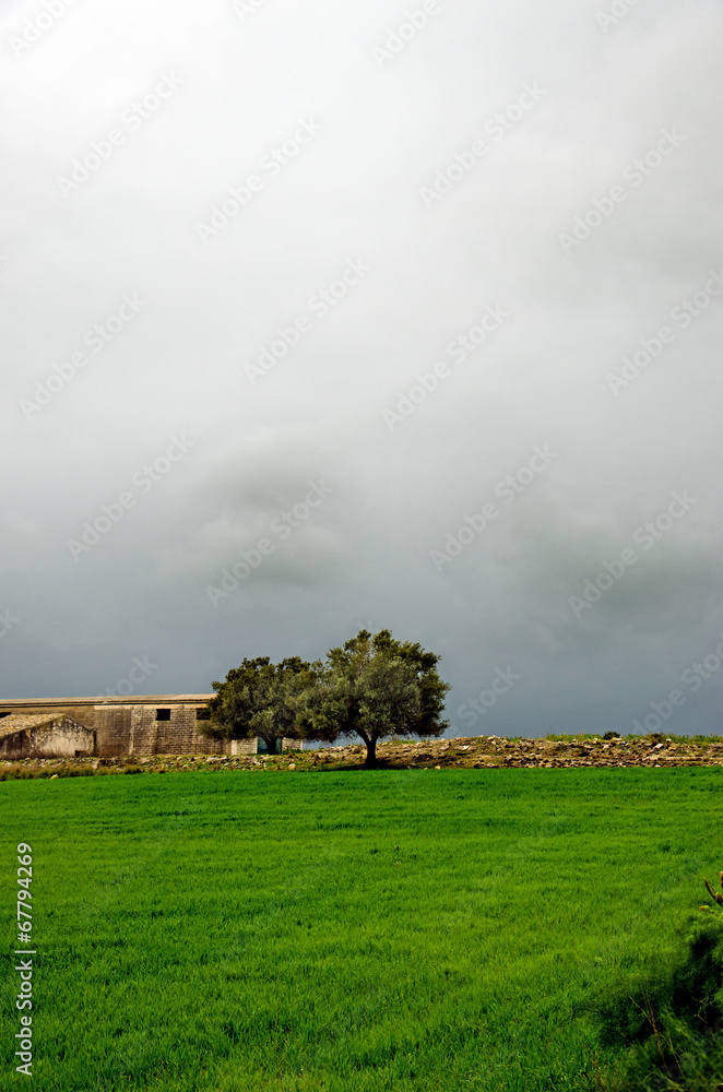 Obraz premium alberi e solitudine