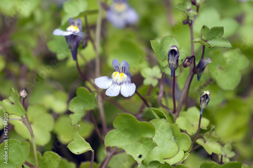 Zimbelkraut; Cymbalaria muralis; photo