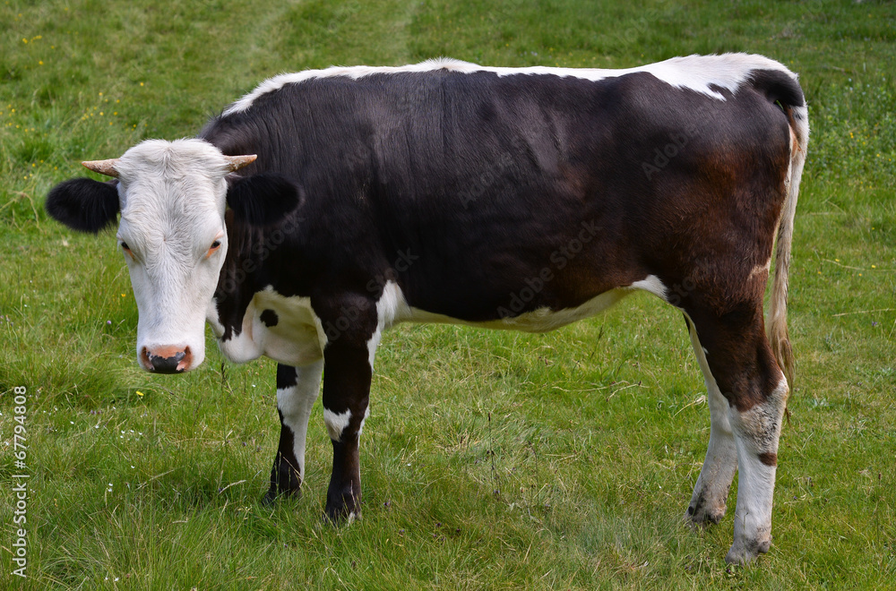 Cow on a pasture, Carpathions