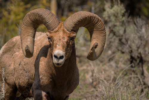 Big Horn Ram portrait with "broomed" horns