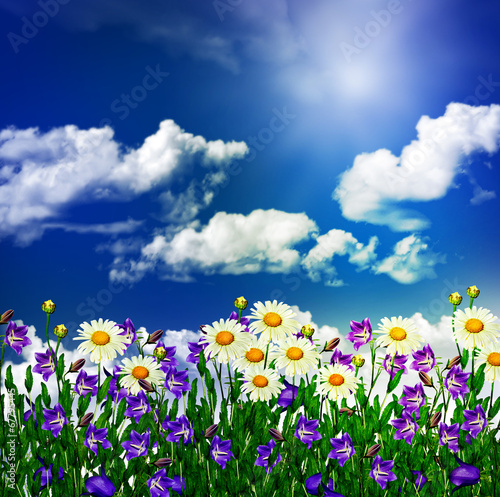 daisy flowers and bells on a background of blue sky with clouds