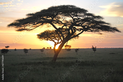 tree serengeti