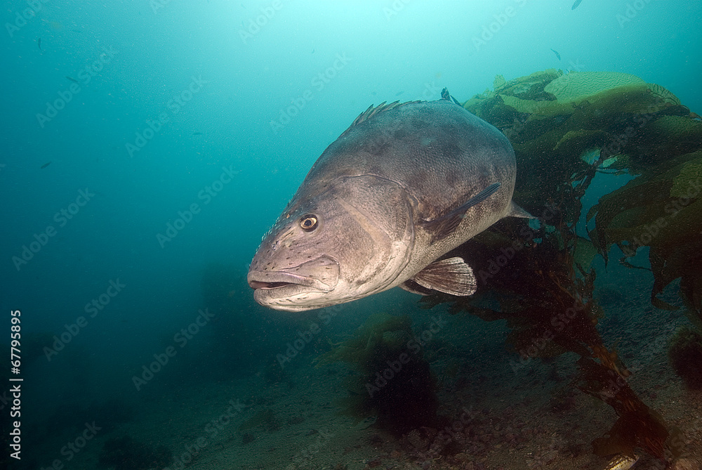 Fototapeta premium Giant Black Sea Bass