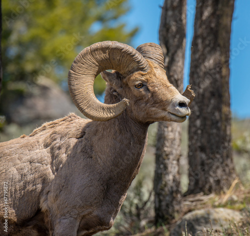 Big Horn Ram in profile