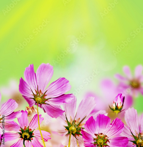 summer landscape with branches of cosmos flowers