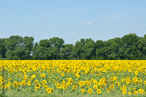sunflowers field in Ukraine.