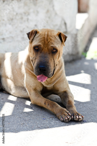 Sharpei on floor with selective focus