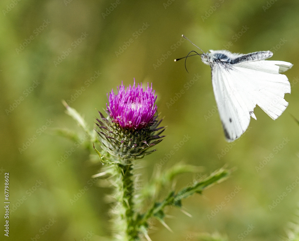 Kohlweißling auf Distelblüte